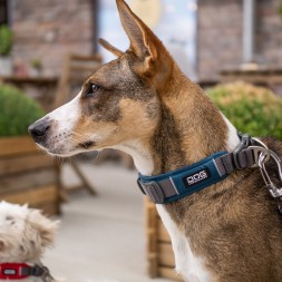 collier pour chien dog copenhagen randonnée marche education positive chiot