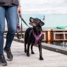 harnais pour chien dog copenhagen walk pro anti traction marche education positive chiot
