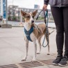 harnais pour chien dog copenhagen walk pro anti traction marche education positive chiot
