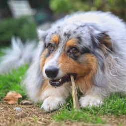 Nerf de boeuf friandise de mastication 100% naturelle pour chien
