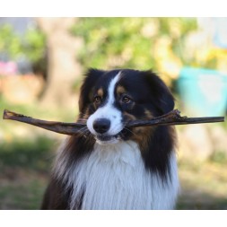 Peaux de sanglier 50cm a macher pour chien chiot friandise naturelle mastication