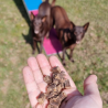 friandise naturelle recompense agneau chien chiot education canine entrainement