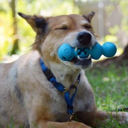 jeux occupation pour chien chiot à fourrer education canine