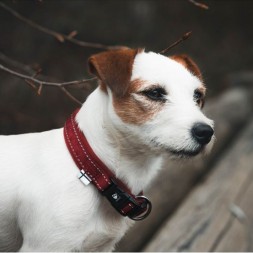 collier casual hurtta leger outdoor chiot chien réglable joli