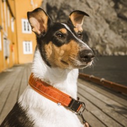 collier casual hurtta leger outdoor chiot chien réglable joli