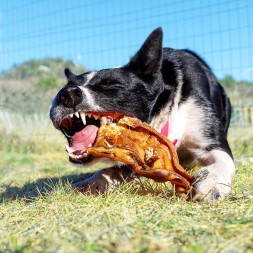 oreille de cochon a macher cani-gourmand pour chien friandise naturelle occupation mastication chiot