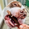 lamelle de sanglier friandise naturelle recompense education canine chien chiot