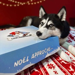 Calendrier de l'avent box noel pour chien friandises 100% naturelles canigourmand
