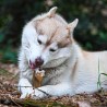 oreille de boeuf a macher friandise 100% naturelle pour chien chiot mastication canigourmand