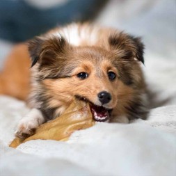 oreille de boeuf a macher friandise 100% naturelle pour chien chiot mastication canigourmand