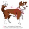 Canigourmand harnais de traction canicross CANI NINJA pour chien