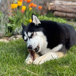 trachee de boeuf a macher friandise naturelle mastication pour chien canigourmand
