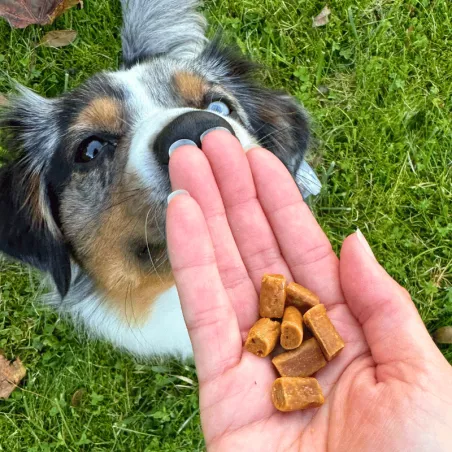 Cubes de saumon friandise de récompense entrainement 100% naturel education canine chien chiot 100% saumon canigourmand
