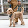 harnais dog copenhagen pour chien et chiot