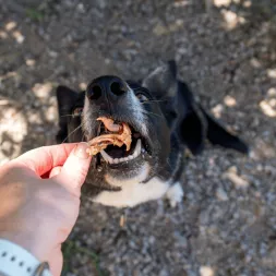 friandise poisson naturelle chien chat tete de pieuvre