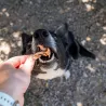 friandise poisson naturelle chien chat tete de pieuvre
