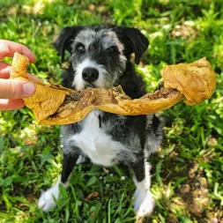 peau de sanglier , mastication naturelle XXL pour chien