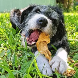 peau de sanglier , mastication naturelle XXL pour chien