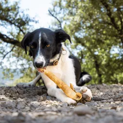 peau de sanglier , mastication naturelle XXL pour chien, friandise au sanglier