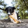 peau de sanglier , mastication naturelle XXL pour chien, friandise au sanglier