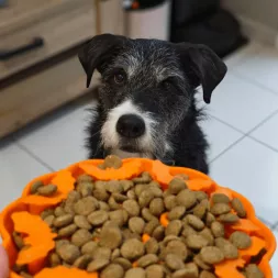 gamelle anti glouton halloween pour chien chiot jeu d'occupation stimulation canigourmand
