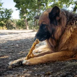 peau de sanglier , mastication naturelle XXL pour chien