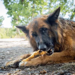 peau de sanglier , mastication naturelle XXL pour chien