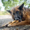 peau de sanglier , mastication naturelle XXL pour chien