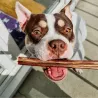 Nerf de boeuf, friandise de mastication 100% naturelle pour chien
