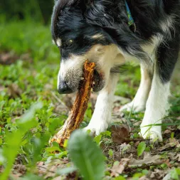 Cou de dinde séché à mâcher , friandise 100%  naturelle pour chiens Canigourmand