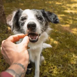 Cubes de dinde friandise de récompense entrainement 100% naturel  education canine chien chiot canigourmand