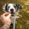 Cubes de dinde friandise de récompense entrainement 100% naturel  education canine chien chiot canigourmand