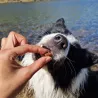Cubes de saumon friandise de récompense entrainement 100% naturel education canine chien chiot 100% saumon canigourmand