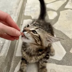 Boudin de récompenses pour chat Sauciflair agneau canigourmand