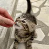 Boudin de récompenses pour chat Sauciflair agneau canigourmand