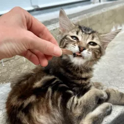 boudin de recompense paté chat sauciflair canigourmand saumon