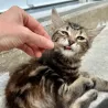 boudin de recompense paté chat sauciflair canigourmand saumon