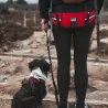 Canigourmand ceinture baudrier de canicross CANI NINJA pour chien