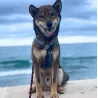 Harnais Dog Copenhagen Walk Air | Le meilleur Harnais en Y pour chien