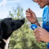 clicker education canine positive chien chiot canigourmand