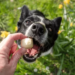 fromage soufflé canigourmand friandise naturelle pour chien chiot de récompense et mastication