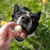 fromage soufflé canigourmand friandise naturelle pour chien chiot de récompense et mastication