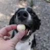 fromage soufflé canigourmand friandise naturelle pour chien chiot de récompense et mastication