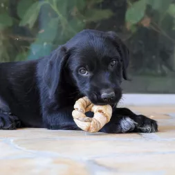 Anneau de kingklip , anneau en peau de poisson, peau de poisson pour chien, mastication chien sensible