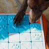 Jeu d'intelligence interactif occupation distribution friandises pour chiens Nina Ottosson Challenge slider, canigourmand