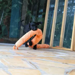 jouet XXL pour chien, peluche XXL chien, grande peluche pour chien, peluche monstre chien