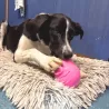jouet à remplir, jouet pour chien, jouet à fourrer, Canigourmand, Jouet d'Occupation, chien, jouet résistant, jouet drôle chien