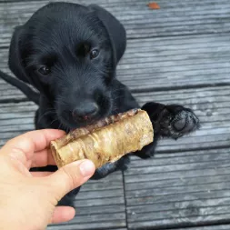 trachee de boeuf a macher , friandise naturelle pour chien, friandise mastication chiot