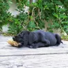 trachee de boeuf a macher , friandise naturelle pour chien, friandise mastication chiot
