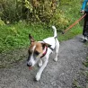 ligne canicross petit chien, laisse traction petit chien, canicross petit chien